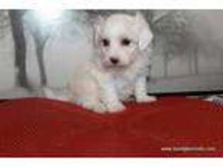 Maltese Puppy for sale in Maitland, MO, USA