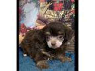 Mutt Puppy for sale in Onalaska, TX, USA