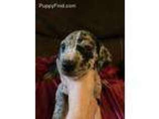 Great Dane Puppy for sale in Lisbon, OH, USA
