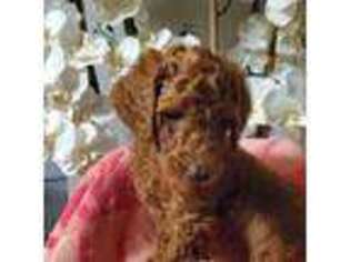 Mutt Puppy for sale in Woodbridge, VA, USA