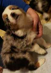 Australian Shepherd Puppy for sale in Milton Freewater, OR, USA