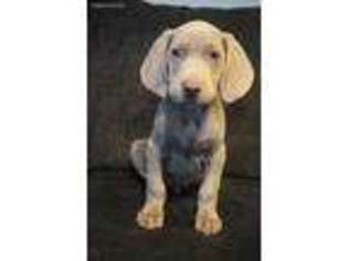 Weimaraner Puppy for sale in Snow Hill, NC, USA