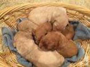 Goldendoodle Puppy for sale in KNOTTS ISLAND, NC, USA
