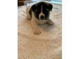 Akita Puppy for sale in Sabina, OH, USA