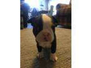 Boston Terrier Puppy for sale in Fallon, NV, USA
