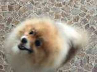 Pomeranian Puppy for sale in Verona, MO, USA