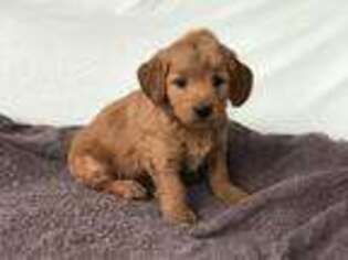 Goldendoodle Puppy for sale in Vienna, MO, USA
