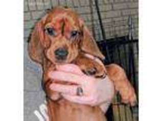 Redbone Coonhound Puppy for sale in Dallas, TX, USA