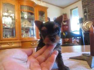 Yorkshire Terrier Puppy for sale in Tampa, FL, USA