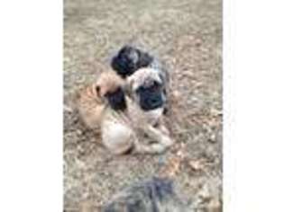 Bullmastiff Puppy for sale in KINGS PARK, NY, USA