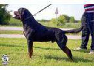 Rottweiler Puppy for sale in Valrico, FL, USA