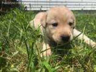 Labrador Retriever Puppy for sale in New Bedford, MA, USA