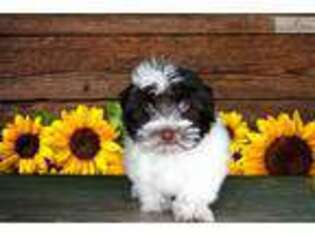 Havanese Puppy for sale in Saint George, UT, USA