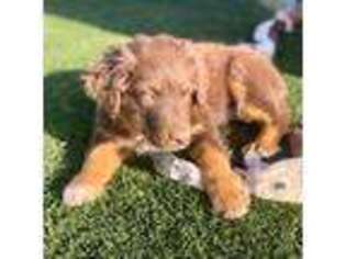Australian Shepherd Puppy for sale in Surprise, AZ, USA