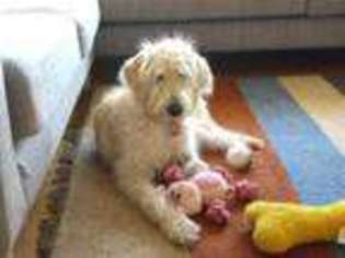 Labradoodle Puppy for sale in Fort Wayne, IN, USA