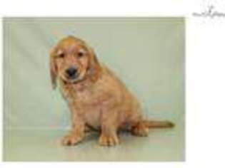 Golden Retriever Puppy for sale in Cleveland, OH, USA