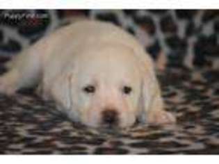 Labrador Retriever Puppy for sale in Waddell, AZ, USA