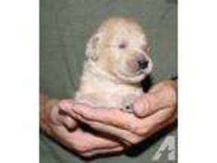 Goldendoodle Puppy for sale in SALINEVILLE, OH, USA