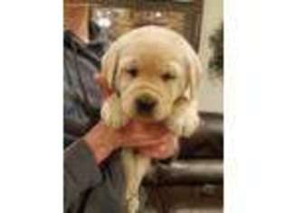 Labrador Retriever Puppy for sale in Dallas, TX, USA