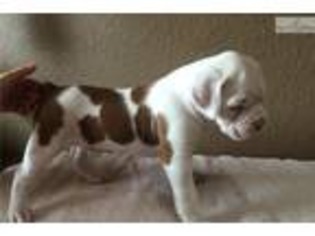 Boxer Puppy for sale in Portland, OR, USA