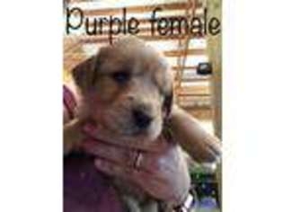 Golden Retriever Puppy for sale in Newberry, SC, USA