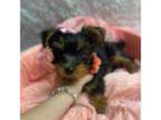 Yorkshire Terrier Puppy for sale in Kirkersville, OH, USA