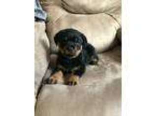 Rottweiler Puppy for sale in Pickering, MO, USA