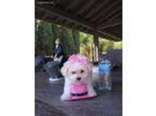 Maltese Puppy for sale in Riverside, CA, USA