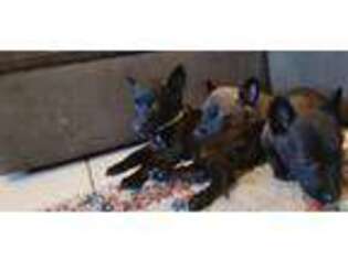Belgian Malinois Puppy for sale in Coalinga, CA, USA