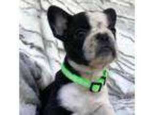 French Bulldog Puppy for sale in Saluda, SC, USA