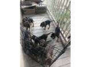 Bloodhound Puppy for sale in Bushnell, FL, USA