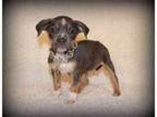 Mutt Puppy for sale in Texas City, TX, USA