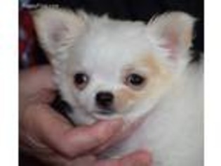 Chihuahua Puppy for sale in Mount Airy, MD, USA