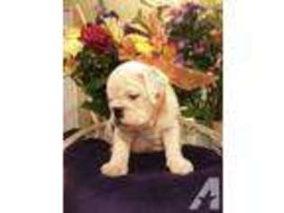 Bulldog Puppy for sale in LAND O LAKES, FL, USA
