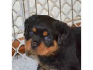 Rottweiler Puppy for sale in Cincinnati, OH, USA