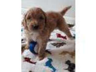 Goldendoodle Puppy for sale in Hamilton, OH, USA