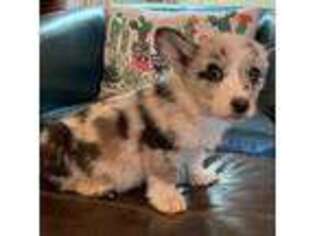 Cardigan Welsh Corgi Puppy for sale in Williamsport, IN, USA