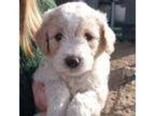 Goldendoodle Puppy for sale in Snowflake, AZ, USA