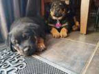 Rottweiler Puppy for sale in Long Beach, CA, USA