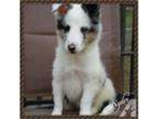 Shetland Sheepdog Puppy for sale in CUMBERLAND, MD, USA