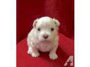 Maltese Puppy for sale in NEW BERN, NC, USA