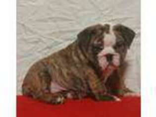 Bulldog Puppy for sale in Russellville, AR, USA
