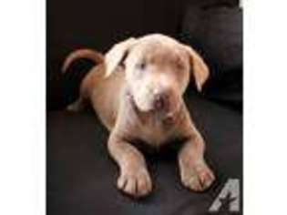 Labrador Retriever Puppy for sale in MERIDIAN, TX, USA