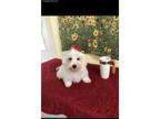Maltese Puppy for sale in Summit, MS, USA