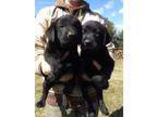 Labrador Retriever Puppy for sale in Chesaning, MI, USA