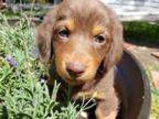 Dachshund Puppy for sale in Tremonton, UT, USA