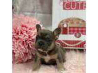 French Bulldog Puppy for sale in Quapaw, OK, USA
