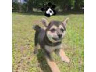 Shiba Inu Puppy for sale in Lakeland, FL, USA