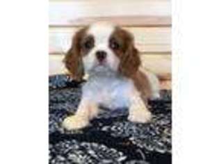 Cavalier King Charles Spaniel Puppy for sale in Knoxville, IA, USA
