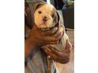 Bulldog Puppy for sale in Conyers, GA, USA